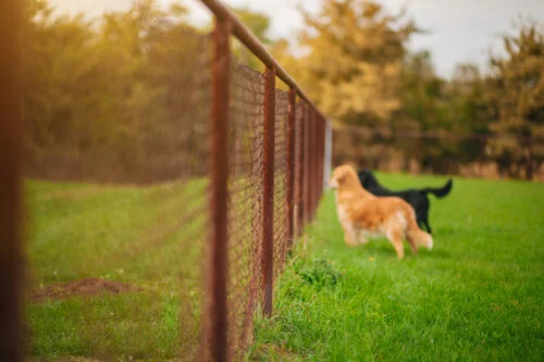 Dogs Guarding House